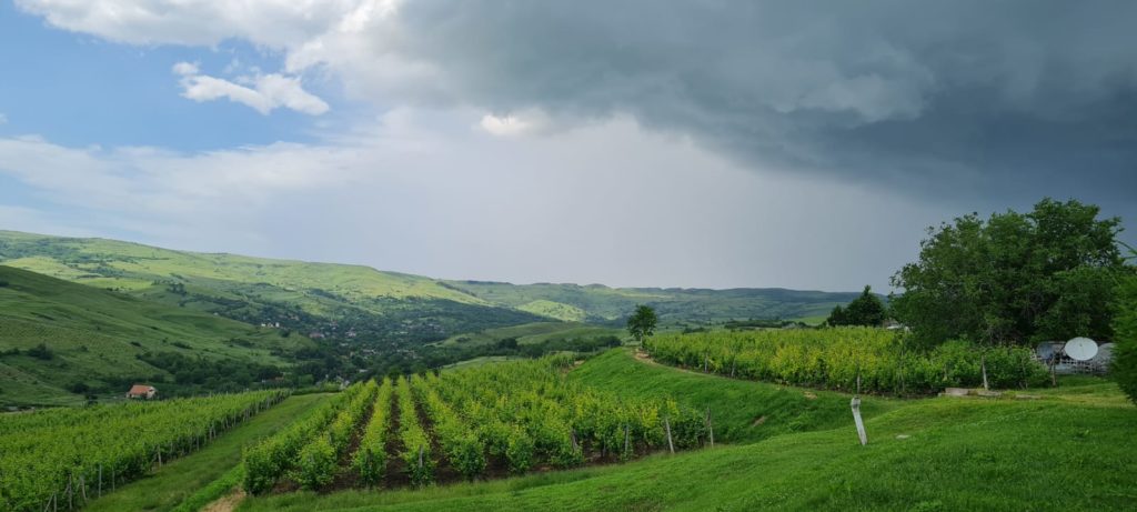 rumuńskie wina, Fetească Albă, Fetească Regală, Tămâioasă Românească, Fetească Neagră, Băbească Neagră, Negru de Drăgășani, rumuńskie winnice, rumuńska kuchnia,